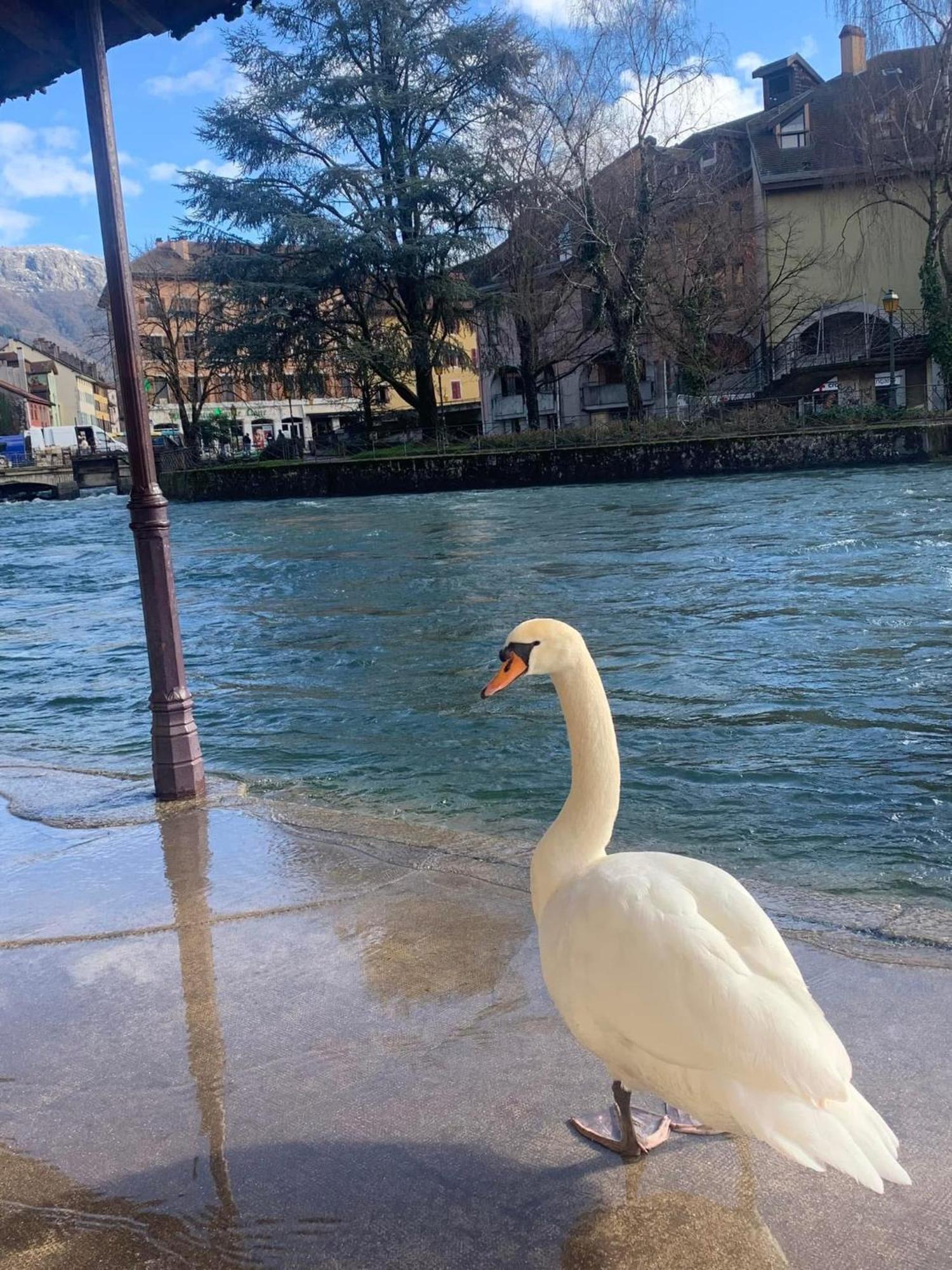 La Petite Venise Des Alpes, Ultra Centre 1 A 5 Pers Apartment *
